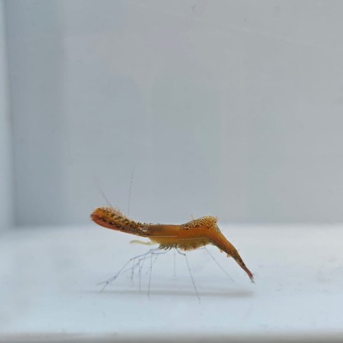 Leander plumosus - krewetka