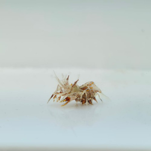 Phyllognathia ceratophthalma - Krewetka