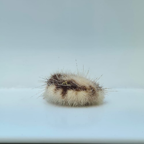 Metalia Sternalis - Jeżowiec