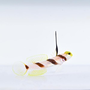 Stonogobiops nematodes - babka płetwiasta