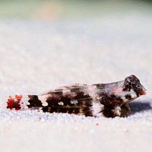 Synchiropus ocellatus (M) - mandaryn marmurkowy