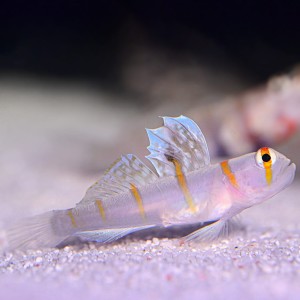 Amblyeleotris randalli (M) - babka