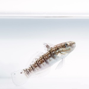 Amblygobius phalaena (M) - babka kopiąca