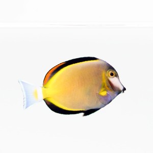 Acanthurus Japonicus M - Pokolec