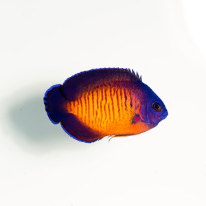 Centropyge bispinosa (S)