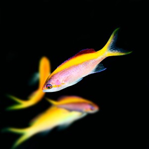 Pseudanthias tuka (female)