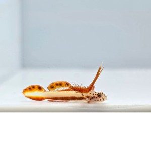 Discordipinna griessingeri