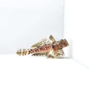 Synchiropus stellatus mandaryn