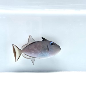 Xanthichthys auromarginatus - Rogatnica (samica)