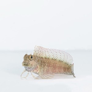 Salarias fasciatus (M)