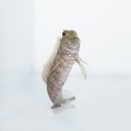 Salarias-fasciatus.jpg