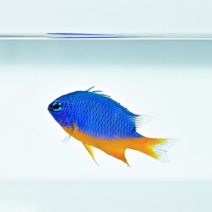 Chrysiptera hemicyanea (M) - garbik