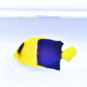 Centropyge bicolor (M)