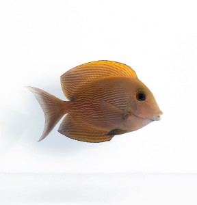 Ctenochaetus striatus (S)