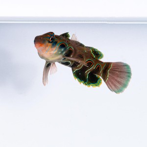 Synchiropus picturatus - mandaryn