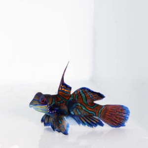 Synchiropus splendidus (M) - mandaryn wspaniały