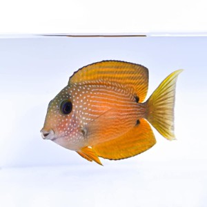 Ctenochaetus binotatus (M) - pokolec 