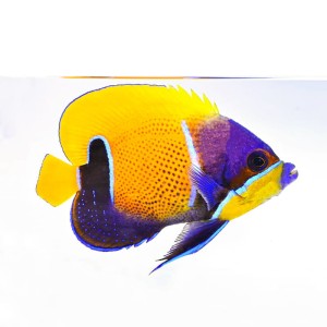 Pomacanthus navarchus (S)
