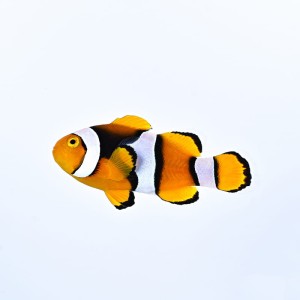 Amphiprion percula (M)