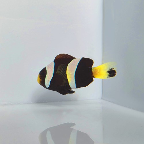 Amphiprion clarkii Australia (S/M)