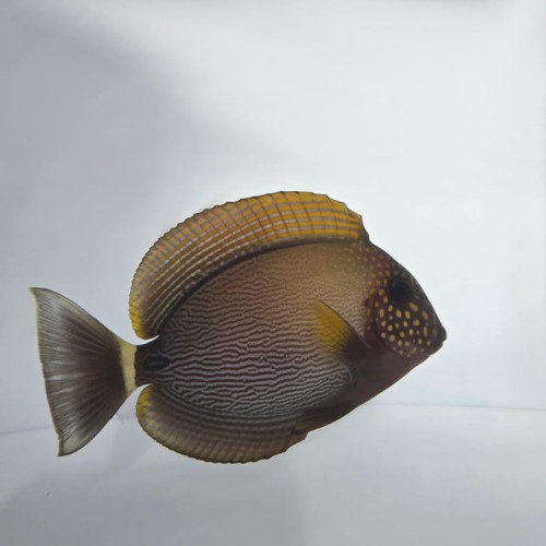 Acanthurus maculiceps (M/L)