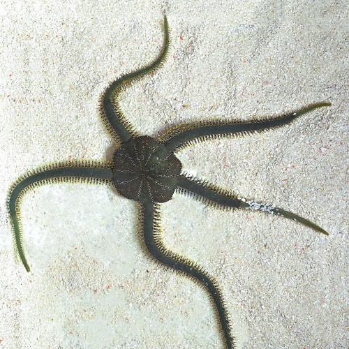 Ophiarachna incrassata - wężowidło