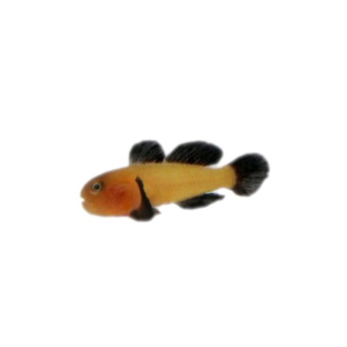 Paragobiodon lacunicola