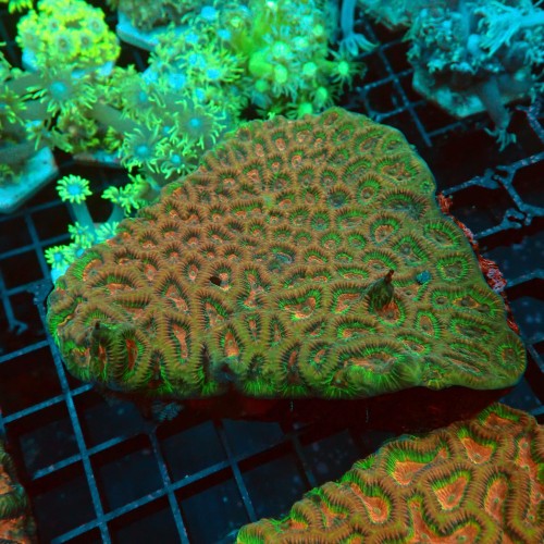 PLATYGYRA RAINBOW L.JPG