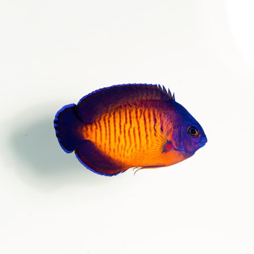 Centropyge bispinosa (M)
