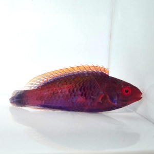 Cirrhilabrus cyanopleura (M) 