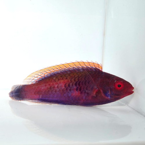 Cirrhilabrus cyanopleura.jpg