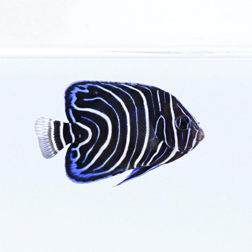 Pomacanthus semicirculatus (L) Ustniczek królewski