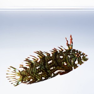 Novaculichthys taeniourus (M/L) - wargacz smoczy