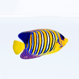 Pygoplites diacanthus (L) - ustnik słoneczny