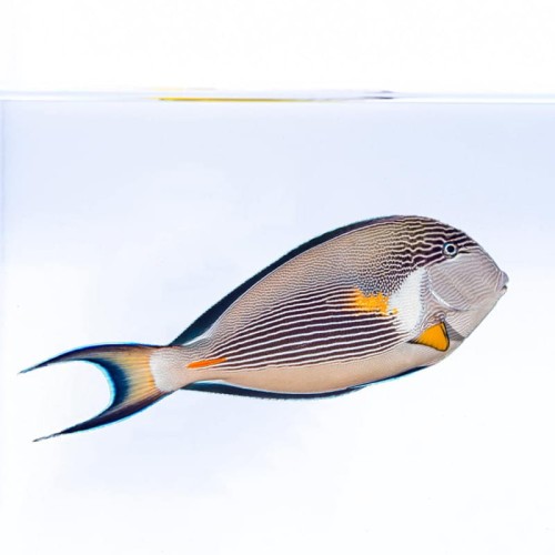Acanthurus sohal (M/L) - pokolec arabski 
