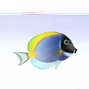 Acanthurus leucosternon (S/M) - pokolec białobrody