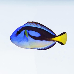 Paracanthurus hepatus yellow belly (S) - pokolec królewski