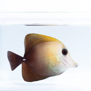 Zebrasoma scopas (S/M)