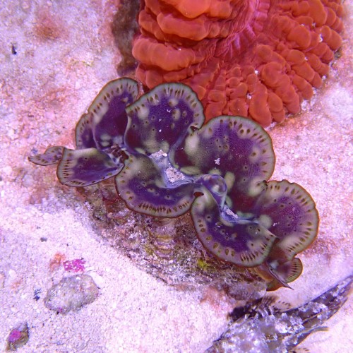 TRIDACNA M [~10CM] #230702
