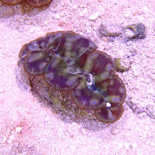 TRIDACNA S/M [~8CM] #230704