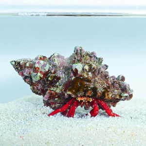 Paguristes cadenati - krab pustelnik