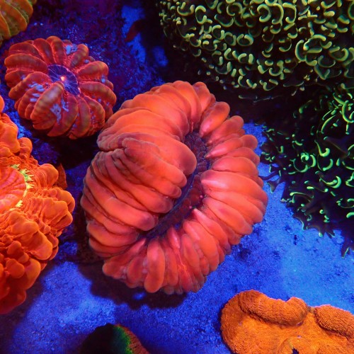 CYNARINA RED XL #090917