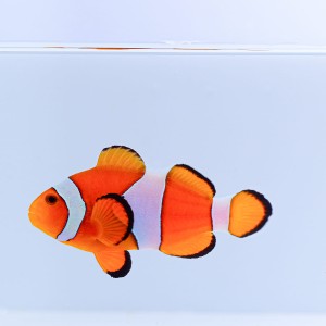 Amphiprion ocellaris (S) - błazenek okoniowy