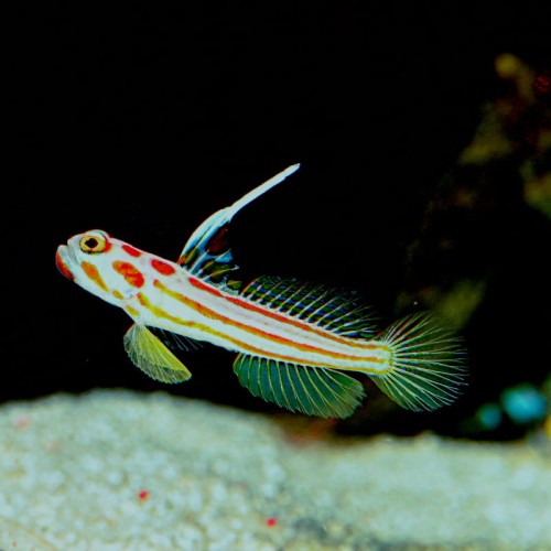 Stonogobiops yasha - babka