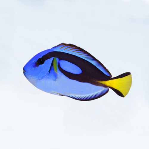 Paracanthurus-hepatus-pokolec-krolewski2.jpg