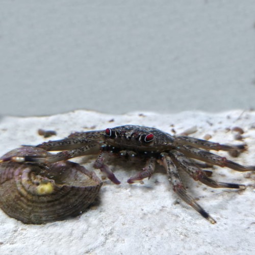 Percnon gibessi - krab
