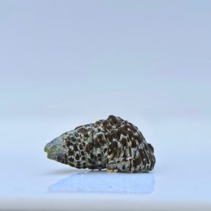 Cerithium caeruleum - ślimak