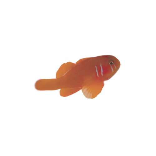 Gobiodon citrinus red - babka