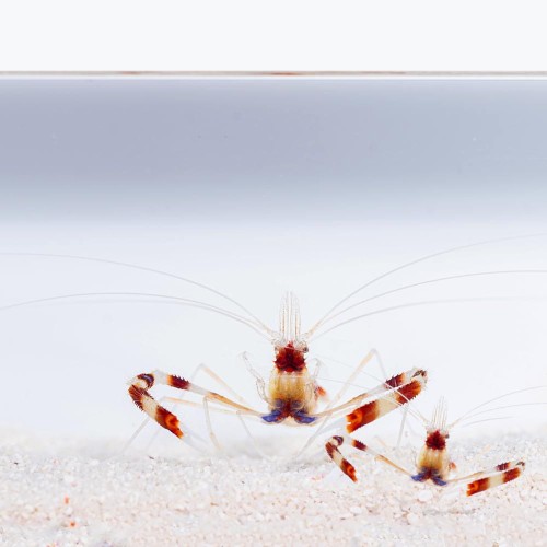 Stenopus hispidus (M) para - krewetka boksująca