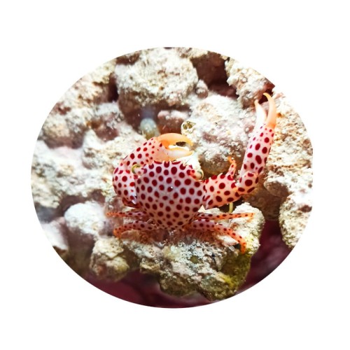 Trapezia cymodoce - krab symbiotyczny